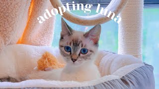 adopting a new siamese kitten 🐱💕  introducing to our older cat texas cat adoption [upl. by Jannelle]