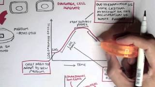 Microbiology  Bacteria Growth Reproduction Classification [upl. by Brockwell]