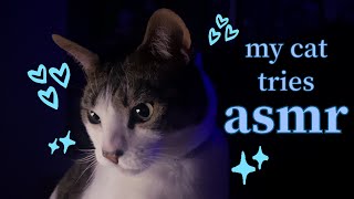 my cat tries ASMR 25 minutes of cat purring crunching scratching  petting fur sounds  more [upl. by Derick]