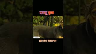 Dayalu Kutta shorts shortfeed viralshorts trendingshorts likeandsubscribe [upl. by Mable]