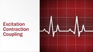 Skeletal Muscle ExcitationContraction Coupling [upl. by Shauna]