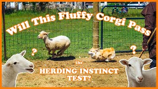 Fluffy Corgi Vs Sheep [upl. by O'Meara]