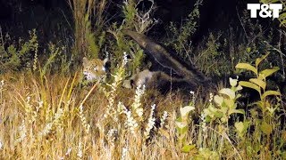 Giant Anteater Fights Off Hungry Jaguar [upl. by Immat]