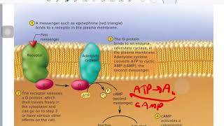 second messenger system [upl. by Acisej]