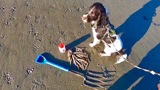 My Dog Collects Razor Clams While Foraging an Extremely Low Tide  Catch Clean Cook [upl. by Jerold]