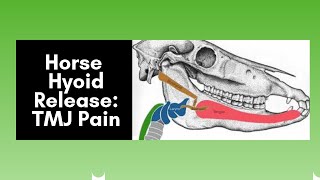 Horse Hyoid Release TMJ Pain 2020 [upl. by Dahaf]