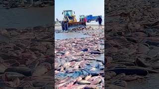 The process of loading fish on the frozen lake ice [upl. by Adnical]