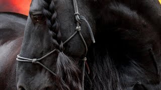 Wellerman song  Horse Music Video [upl. by Ogirdor]