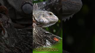 🦎El Asombroso Mundo de las Iguanas en Un Minuto [upl. by Jason30]