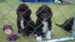 Lagottostar proudly introduces  Lagotto Romagnolo puppies aged 7 weeks [upl. by Grannie]