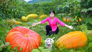 Harvest giant Pumpkins Watermelons Avocados  Cook amp Sell at the market  The Amazing Harvesting [upl. by Nivla]