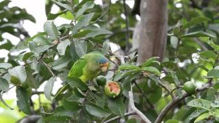 Orangefronted Parakeetmpg [upl. by Niltak]