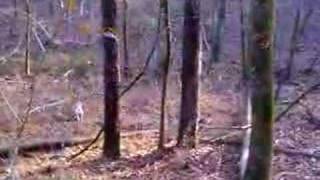 Squirrel Hunting with Feists Dogs [upl. by Darwin]