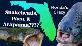 Florida’s Invasive River Monster That Shouldnt Exist [upl. by Queridas]