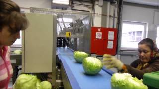 Cleaning Grading and Packing of Iceberg Lettuce 2014 [upl. by Eimile330]