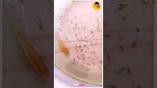 First Time In தமிழ்  Molly Fish Laying 85 Frys is 1Sce 💥🤩 [upl. by Corney952]