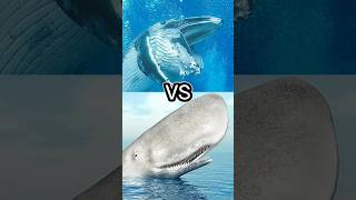 BLUE WHALE VS SPERM WHALE CACHALOT HUMPBACK WHALE BELUGA WHALE [upl. by Axela]