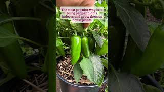 How to Overwinter Pepper Plants shorts overwintering growingpeppers pepperplants [upl. by Mages573]