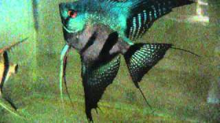 Pterophyllum scalare Pinoy Ghost Angelfish [upl. by Yllrebmik]