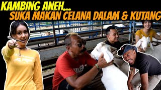 KAMBING PUTIH DARI SURGA  SUKA NGEMIL BAJU amp CELANA [upl. by Esom521]