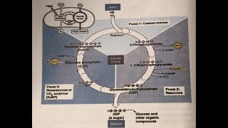 Calvin cycle XI Biology National Book Foundation federal board PMC syllabus [upl. by Ennylhsa]