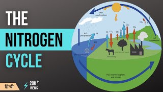 नाइट्रोजन चक्र  Nitrogen Cycle Explained  Definition Stages and Importance in Hindi MeraGuruji [upl. by Atinahc]