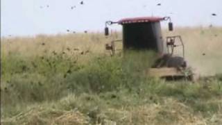 Tricolored Blackbird Colony Destruction Merced Co California [upl. by Kissie600]