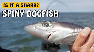 Spiny Dogfish  Fishing with Rod [upl. by Pasol333]