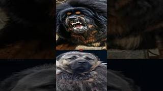 TIBETAN MASTIFF VS TURKISH KANGALBULLDOGPITBULLDOGO ARGENTINO [upl. by Oiramat]