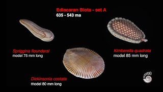 Ediacaran BiotaSet A [upl. by Enait455]