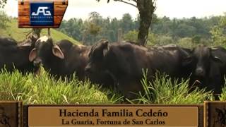 FINCA FAMILIA CEDEÑO LA GUARIA LA FORTUNA SAN CARLOS [upl. by Eelirem936]