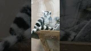 Ringtailed lemur family nature animals chill cute [upl. by Airoled]