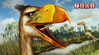 A Gigantic New Terror Bird Has Been Discovered  7 Days of Science [upl. by Bucher353]