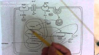 MINERALOCORTICOIDES 36 secrecion de aldosterona [upl. by Onabru]