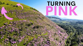 The Pink Plant Invading Scotland can it be stopped [upl. by Bethel]