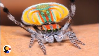 Peacock Spider Dances To Save His Life  The Dodo [upl. by Gneh964]