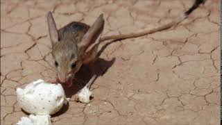 Jerboa Sounds [upl. by Valdas]