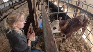 Orphaned baby and why are dairy farms so hard to keep clean… [upl. by Tsyhtema]