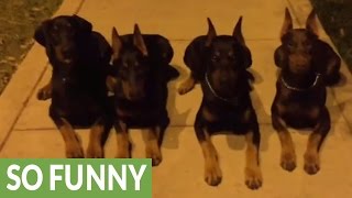 Unbelievably obedient Dobermans demonstrate vast array of skills [upl. by Sset]