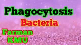 Phagocytosis Steps Of Phagocytosis Immuniolog Microbiology [upl. by Lesde]