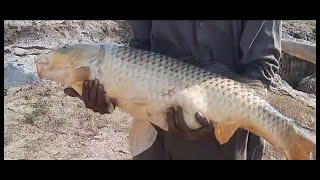 Big size carp Fish  Carp Fishing 2024  Fishing in pakistan 2024 [upl. by Soule]