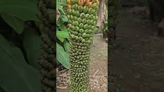 Thousand bananas 🍌 tree Philippines 🇵🇭 [upl. by Rosana299]