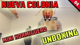 NUEVA COLONIA DE HORMIGAS  UNBOXING HORMIGUERO  HORMIGAS MESSOR BARBARUS [upl. by Farris]