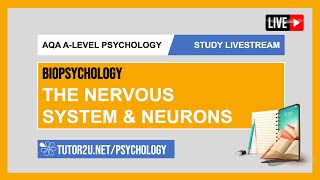 AQA ALevel Psychology  Study Livestream  Biopsychology  The Nervous System amp Neurons [upl. by Weiser758]