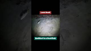 Lucky Goatfish yt fishing nightdiving ytviral ocean nature ytstudio ytshorts ytshort [upl. by Jayson]