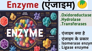 EnzymeएंजाइमEnzyme biochemistryenzyme in hindiOxidoreductaseHydrolasetransferaseKiran maurya [upl. by Jackelyn85]