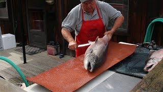 How to Fillet a Big Salmon and Prepare it for Smoked Salmon Recipe [upl. by Naldo]