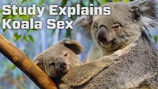 Researchers Give First Look at Koala Mating Habits [upl. by Lorusso]