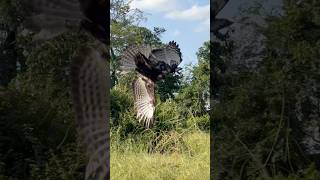 Change able hawk eagle hunting poor bird of prey 🦅youtube hunting birds subscribe shortsfeed [upl. by Wallis747]