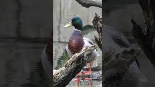 Mallard Calls  Duck Sounds [upl. by Notnil]